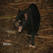 Tasman devil Conservation Park